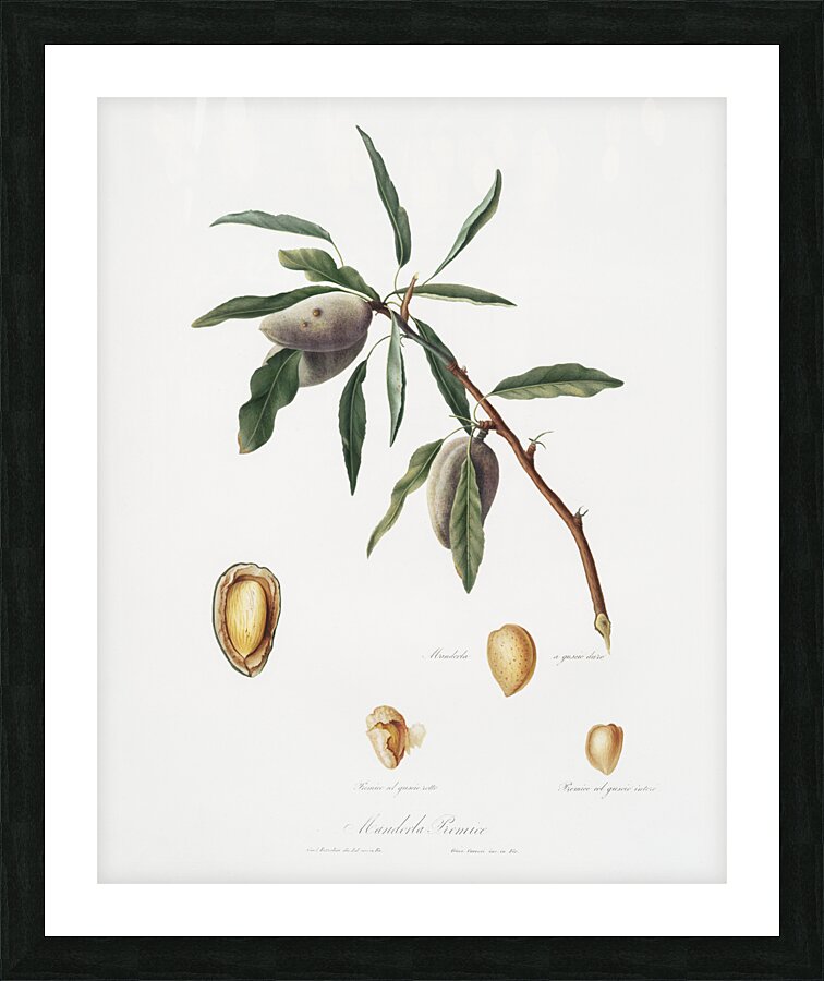 Almond Guscio tenero from Pomona Italiana 1817 - 1839 by Giorgio Gallesio 1772-1839.  Picture Frame print