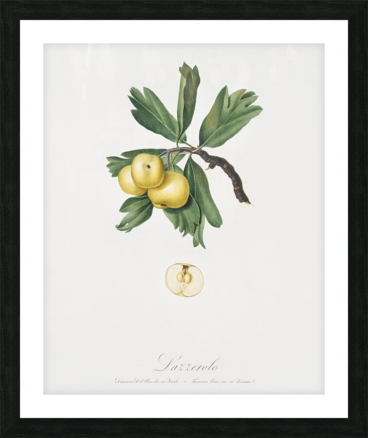Hawthorn Crataegus poliossea sterilis from Pomona Italiana 1817 - 1839 by Giorgio Gallesio 1772-1839.  Picture Frame print
