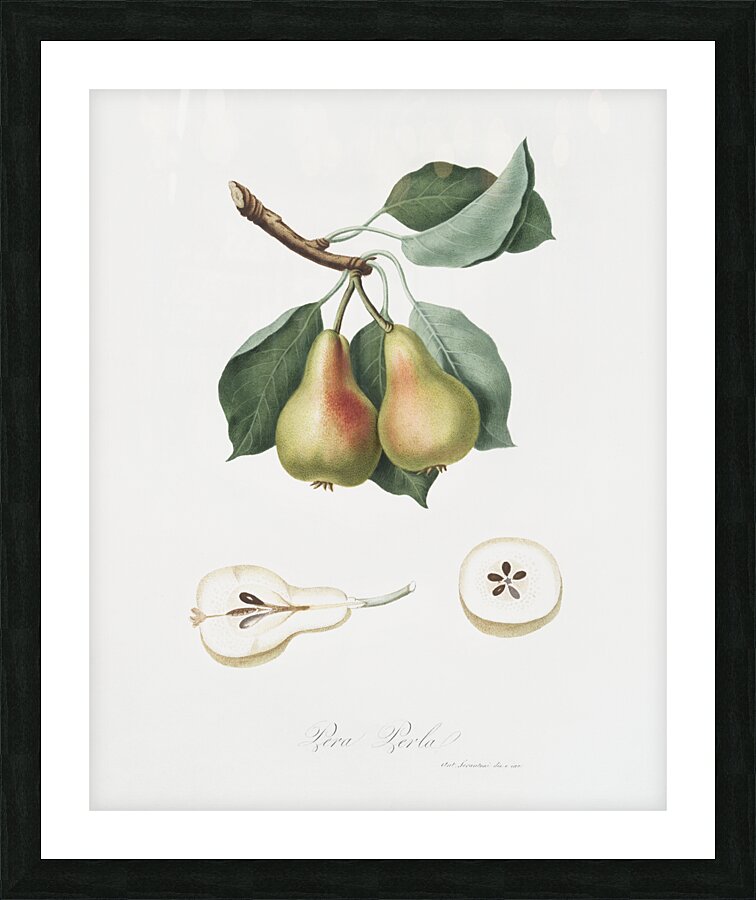 Pear Pyrus Perla from Pomona Italiana 1817 - 1839 by Giorgio Gallesio 1772-1839.  Picture Frame print