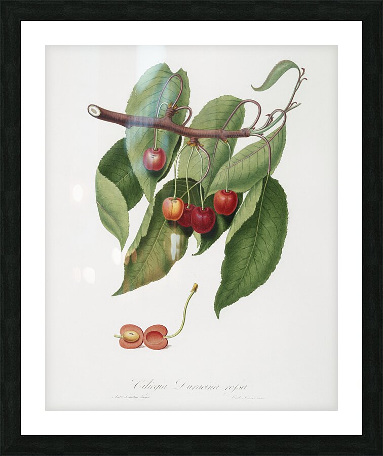 Cherry Cerasus cordiformis duracina from Pomona Italiana 1817 - 1839 by Giorgio Gallesio 1772-1839.  Picture Frame print