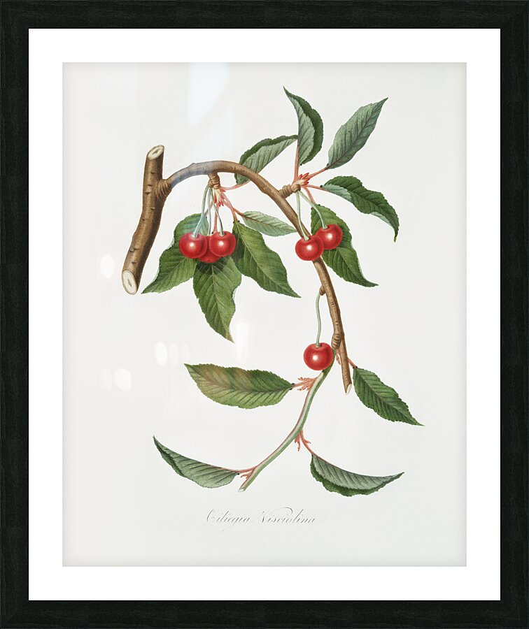Cherry Ciliegio visciolino from Pomona Italiana 1817 - 1839 by Giorgio Gallesio 1772-1839.  Picture Frame print
