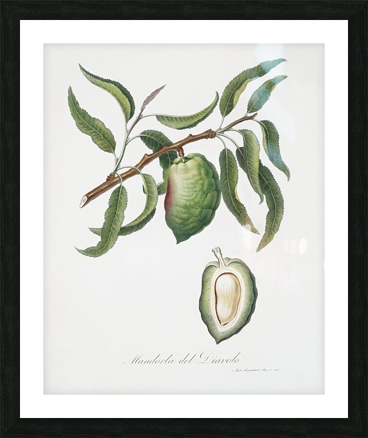 Almond Communis naxea from Pomona Italiana 1817 - 1839 by Giorgio Gallesio 1772-1839.  Picture Frame print