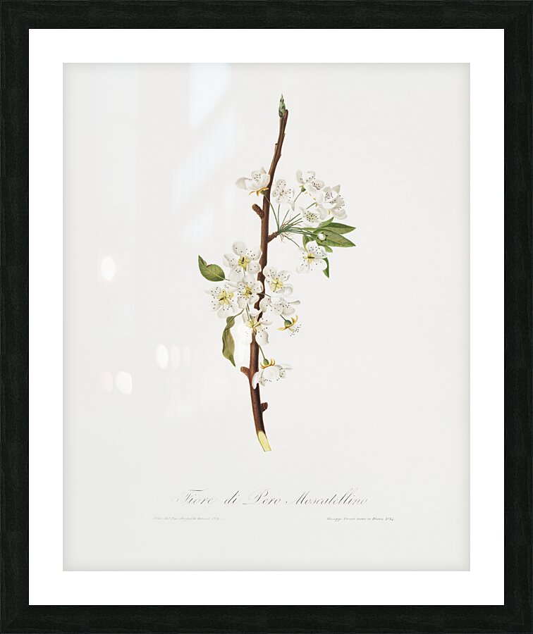 Musky pear flower Pyrus × bretschneideri from Pomona Italiana 1817 - 1839 by Giorgio Gallesio 1772-1839.  Picture Frame print
