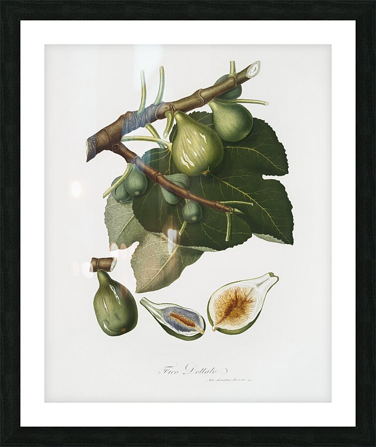 Common Fig Ficus carica sativa from Pomona Italiana 1817 - 1839 by Giorgio Gallesio 1772-1839.  Picture Frame print