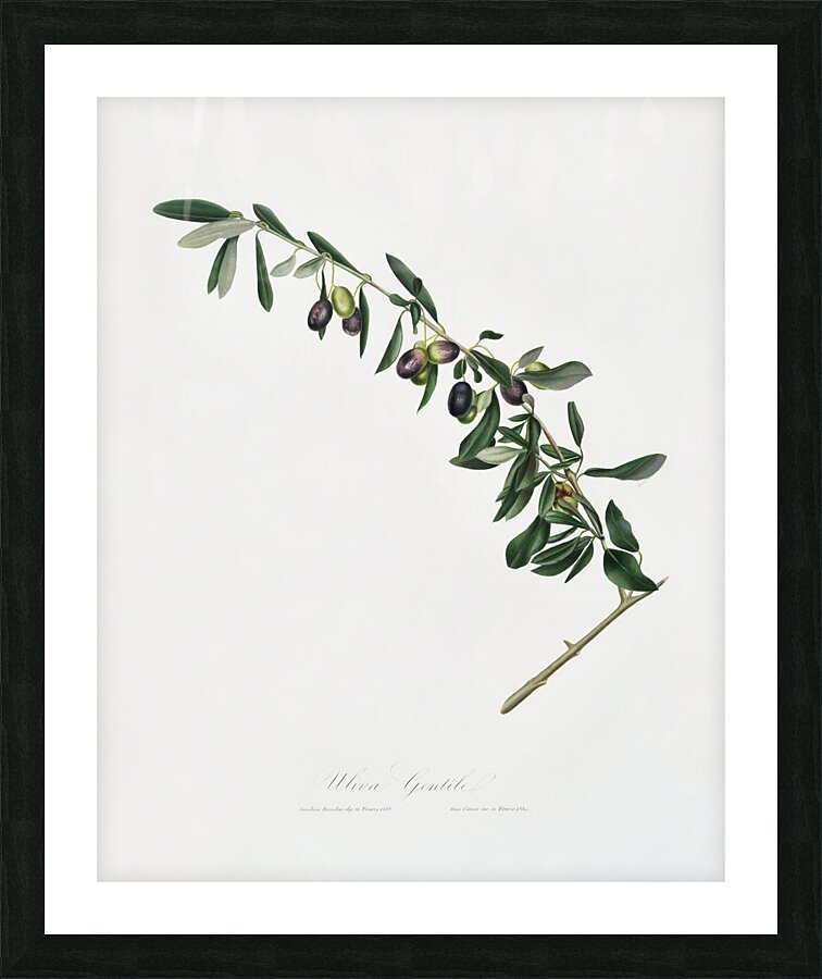 Olives Olea sativa Italica from Pomona Italiana 1817 - 1839 by Giorgio Gallesio 1772-1839.  Picture Frame print
