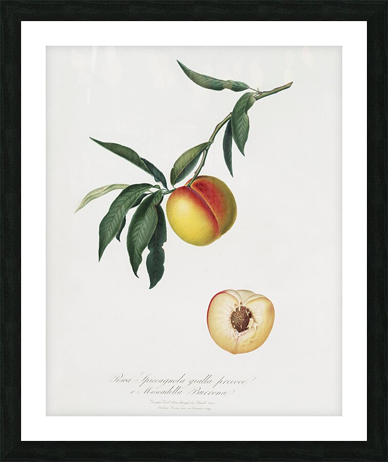 Peach Persica julodermis from Pomona Italiana 1817 - 1839 by Giorgio Gallesio 1772-1839.  Picture Frame print