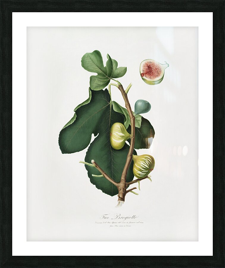 White-peel fig Ficus carica sativa from Pomona Italiana 1817 - 1839 by Giorgio Gallesio 1772-1839.  Picture Frame print