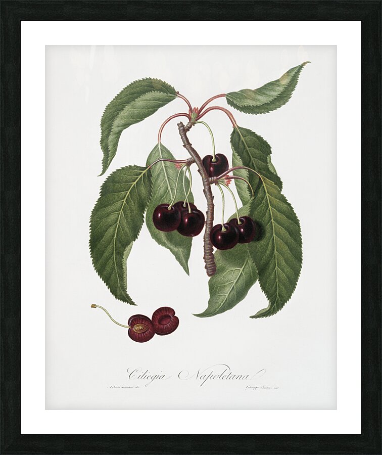 Hard-fleshed Cherry Cerasus Duracina from Pomona Italiana 1817 - 1839 by Giorgio Gallesio 1772-1839.  Picture Frame print