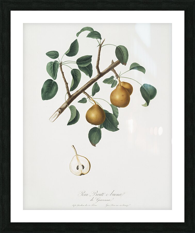 Seckel pear Pyrus × serrulata from Pomona Italiana 1817 - 1839 by Giorgio Gallesio 1772-1839.  Picture Frame print