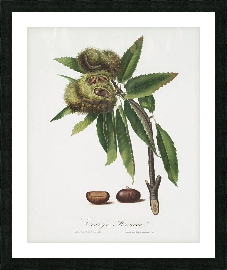Spanish Chestnut Castanea sativa from Pomona Italiana 1817 - 1839 by Giorgio Gallesio 1772-1839.  Picture Frame print