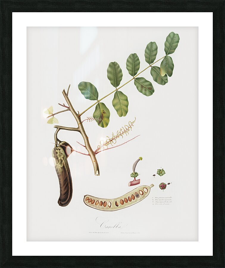 Carob Ceratonia from Pomona Italiana 1817 - 1839 by Giorgio Gallesio 1772-1839.  Picture Frame print