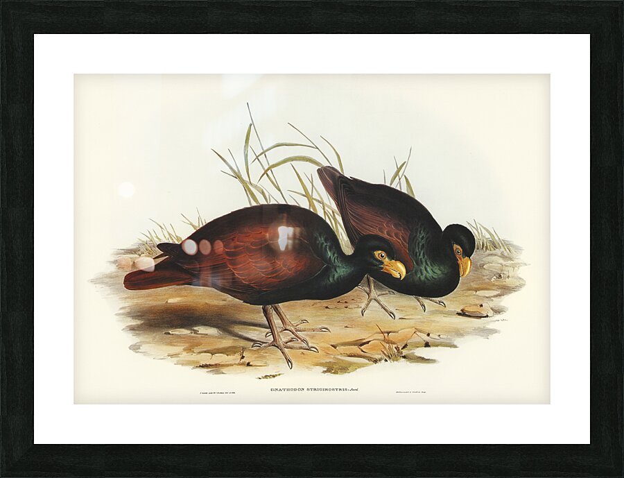 Gnathodon Gnathodon strigirostris illustrated by Elizabeth Gould 1804–1841 for John Gould’s 1804-1881 Birds of Australia  Picture Frame print