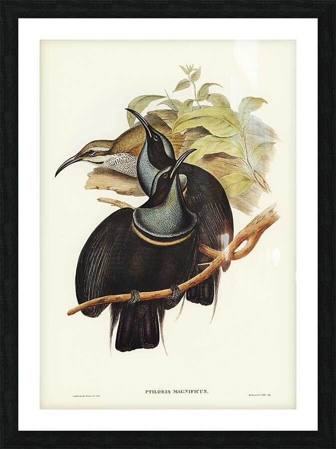 Magnificent Rifle-bird Ptiloris magnifica illustrated by Elizabeth Gould 1804–1841 for John Gould’s 1804-1881 Birds of Australia  Picture Frame print