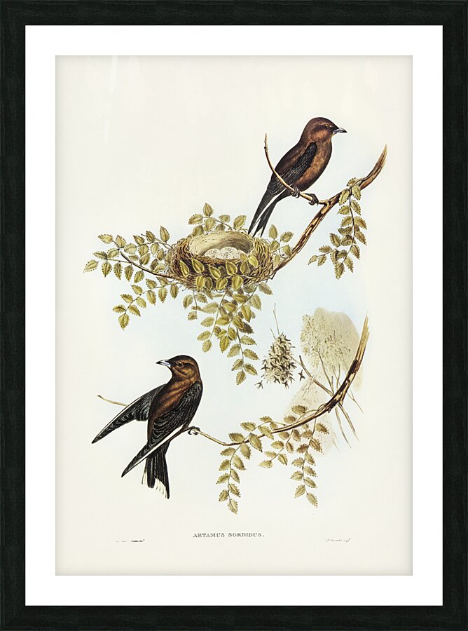 Wood Swallow Artamus sordid illustrated by Elizabeth Gould 1804–1841 for John Gould’s 1804-1881 Birds of Australia  Picture Frame print