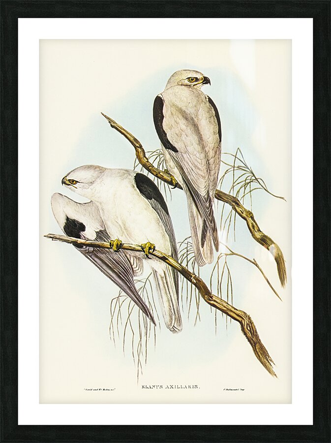 Square-tailed Kite Milvus insures illustrated by Elizabeth Gould 1804–1841 for John Gould’s 1804-1881 Birds of Australia  Picture Frame print
