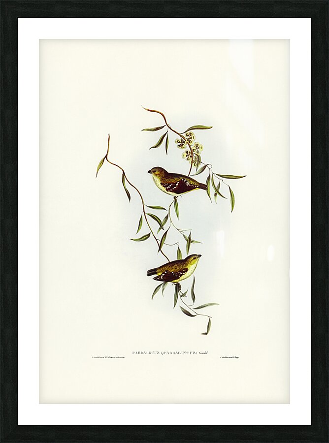 Forty-spotted Pardalote Pardalotus quadragintus illustrated by Elizabeth Gould 1804–1841 for John Gould’s 1804-1881 Birds of Australia  Picture Frame print
