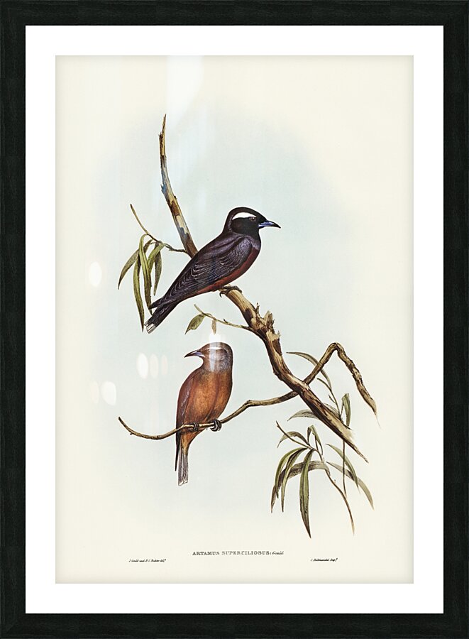 White-eyebrowed Wood Swallow Artamus supercilious illustrated by Elizabeth Gould 1804–1841 for John Gould’s 1804-1881 Birds of Australia  Picture Frame print