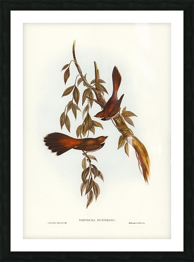 Rufous-fronted Fantail Rhipidura rufifrons illustrated by Elizabeth Gould 1804–1841 for John Gould’s 1804-1881 Birds of Australia  Picture Frame print