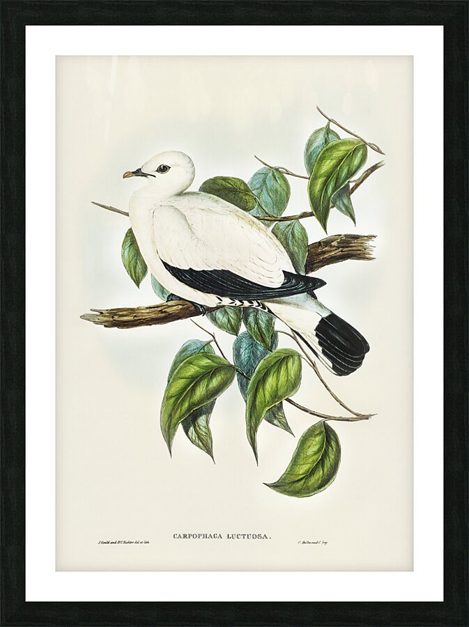 Torres Strait Fruit Pigeon Carpophaga luctuosa illustrated by Elizabeth Gould 1804–1841 for John Gould’s 1804-1881 Birds of Australia  Picture Frame print