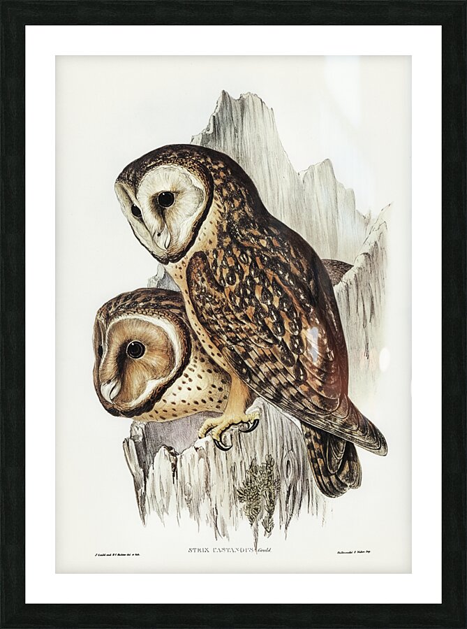 Chestnut-faced Owl Strix castanops illustrated by Elizabeth Gould 1804–1841 for John Gould’s 1804-1881 Birds of Australia  Picture Frame print