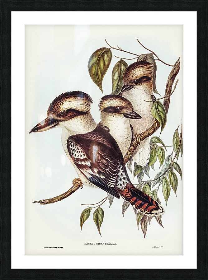 Great Brown Kingfisher Dacelo gigantic illustrated by Elizabeth Gould 1804–1841 for John Gould’s 1804-1881 Birds of Australia  Picture Frame print