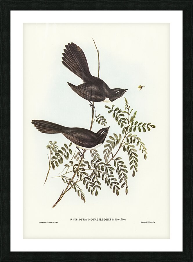 Black Fantailed Flycatcher Rhipidura Motacilloides illustrated by Elizabeth Gould 1804–1841 for John Gould’s 1804-1881 Birds of Australia  Picture Frame print