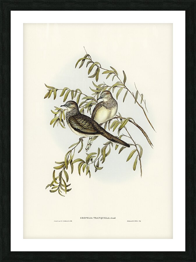 Peaceful Ground Dove Geopelia tranquilla illustrated by Elizabeth Gould 1804–1841 for John Gould’s 1804-1881 Birds of Australia  Picture Frame print