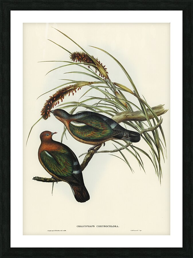 Swainson’s Graucalus Graucalus Swainsonii illustrated by Elizabeth Gould 1804–1841 for John Gould’s 1804-1881 Birds of Australia  Picture Frame print