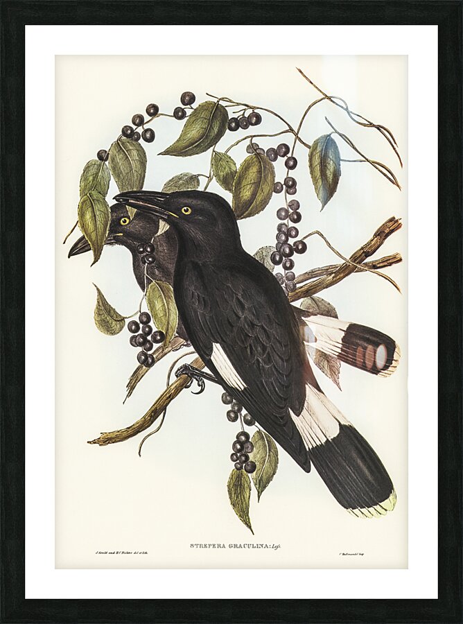 Great Crow-Shrike Strepera graculina illustrated by Elizabeth Gould 1804–1841 for John Gould’s 1804-1881 Birds of Australia  Picture Frame print
