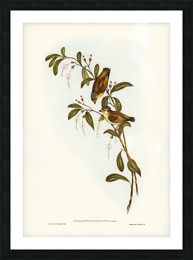 Red-lored Pardalote Pardalotus rubricatus illustrated by Elizabeth Gould 1804–1841 for John Gould’s 1804-1881 Birds of Australia  Picture Frame print