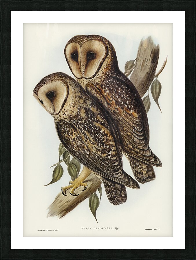 Masked Barn Owl Strix Personata Vig illustrated by Elizabeth Gould 1804–1841 for John Gould’s 1804-1881 Birds of Australia  Picture Frame print