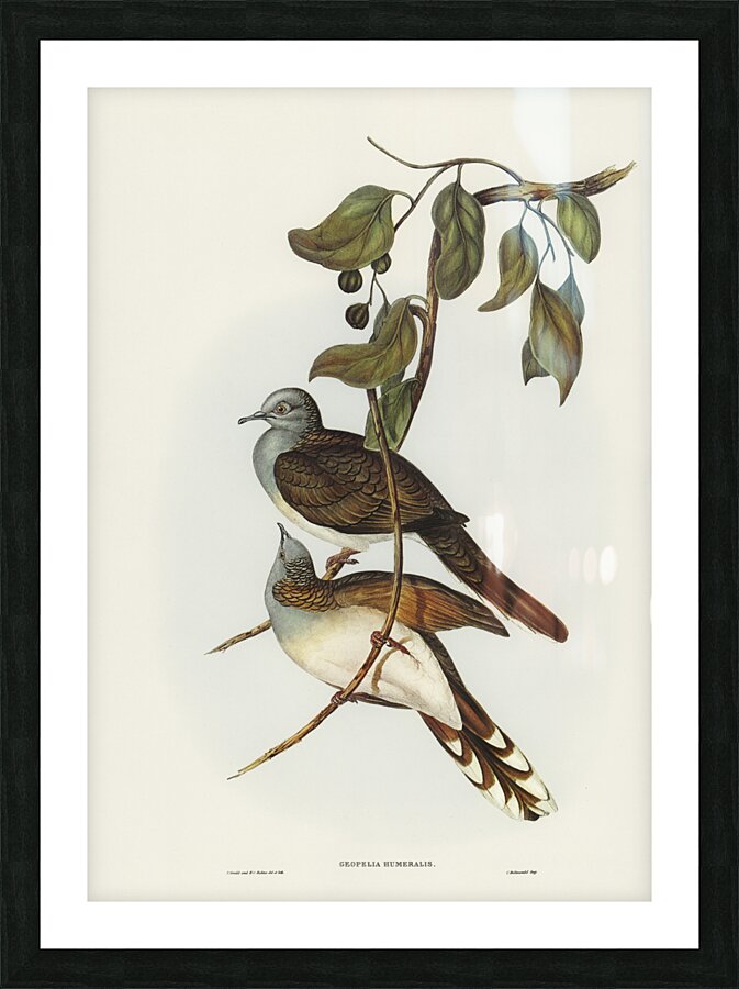 Barred-shouldered Ground Dove Geopelia humeralis illustrated by Elizabeth Gould 1804–1841 for John Gould’s 1804-1881 Birds of Australia  Picture Frame print