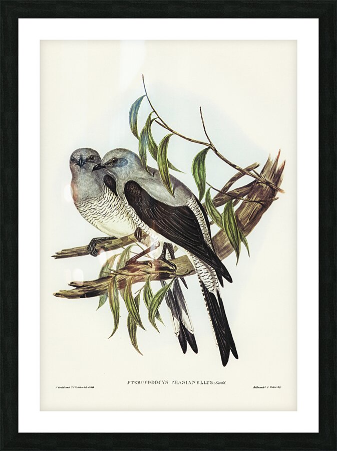 Ground Graucalus Pteropodocys Phasianella illustrated by Elizabeth Gould 1804–1841 for John Gould’s 1804-1881 Birds of Australia  Picture Frame print