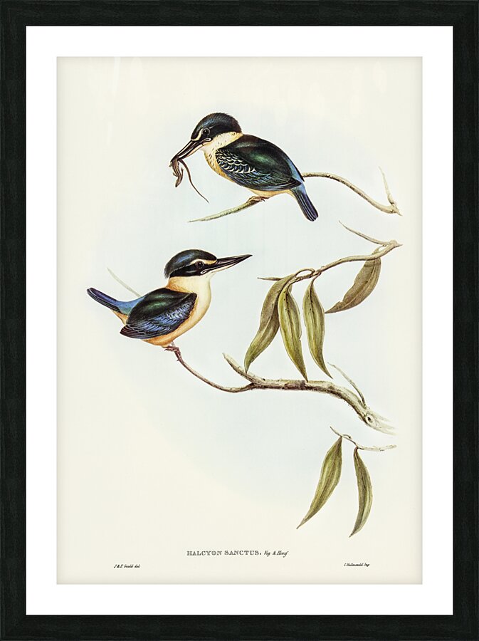 Sacred Halcyon Halcyon sanctus illustrated by Elizabeth Gould 1804–1841 for John Gould’s 1804-1881 Birds of Australia  Picture Frame print