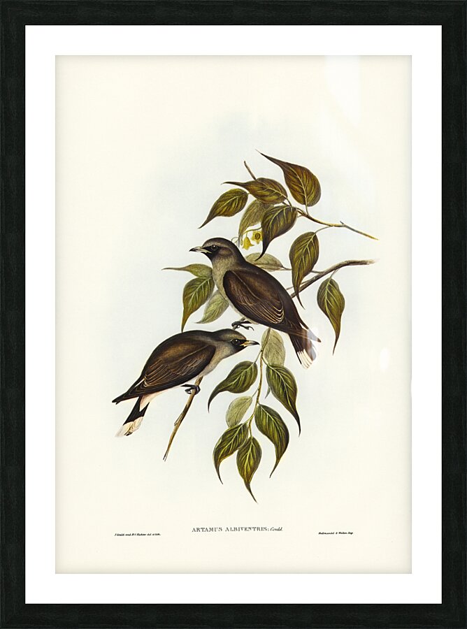 White-vented Wood Swallow Artamus albiventris illustrated by Elizabeth Gould 1804–1841 for John Gould’s 1804-1881 Birds of Australia  Picture Frame print