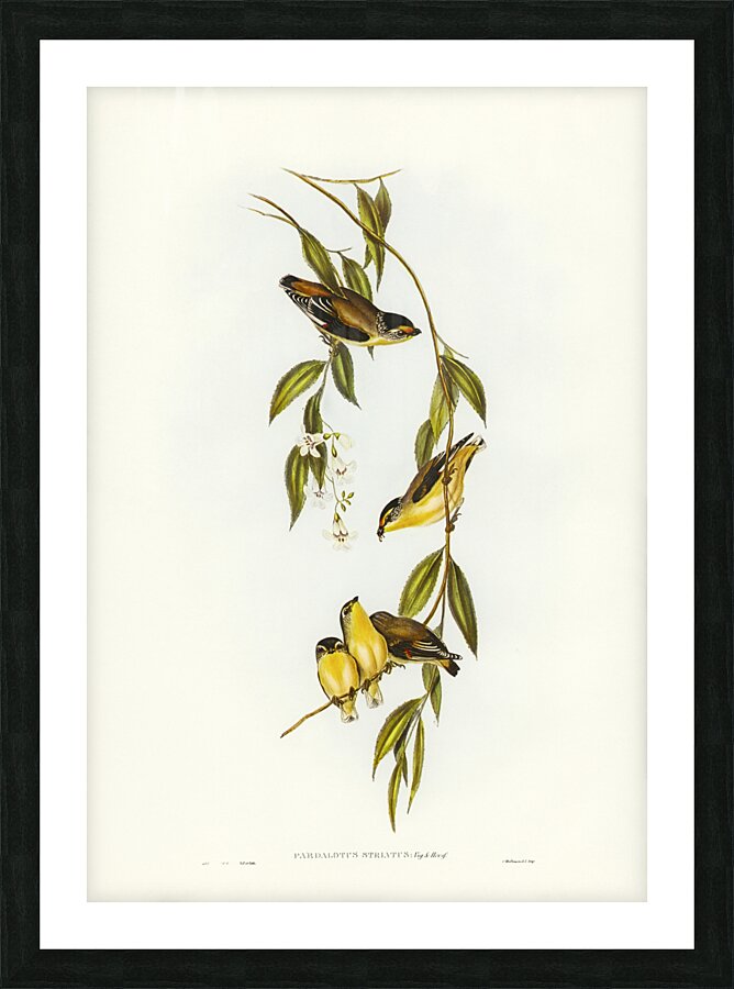 Striated Pardalote Pardalotus striatus illustrated by Elizabeth Gould 1804–1841 for John Gould’s 1804-1881 Birds of Australia  Picture Frame print