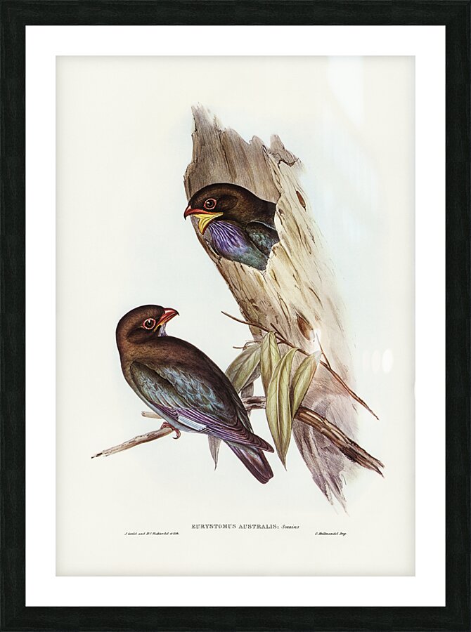 Australian Roller Eurystomus Australis illustrated by Elizabeth Gould 1804–1841 for John Gould’s 1804-1881 Birds of Australia  Picture Frame print
