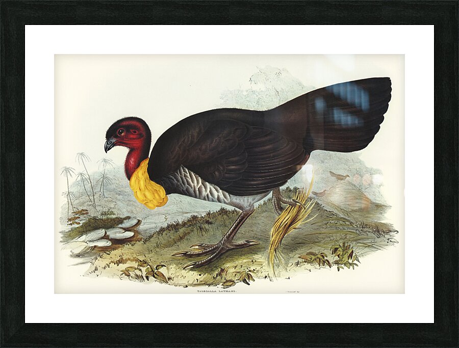 Brush turkey Talegalla Lathamii illustrated by Elizabeth Gould 1804–1841 for John Gould’s 1804-1881 Birds of Australia  Picture Frame print