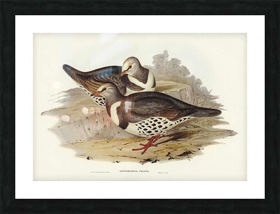 Wonga-wonga Pigeon Leucosarcia picata illustrated by Elizabeth Gould 1804–1841 for John Gould’s 1804-1881 Birds of Australia  Picture Frame print