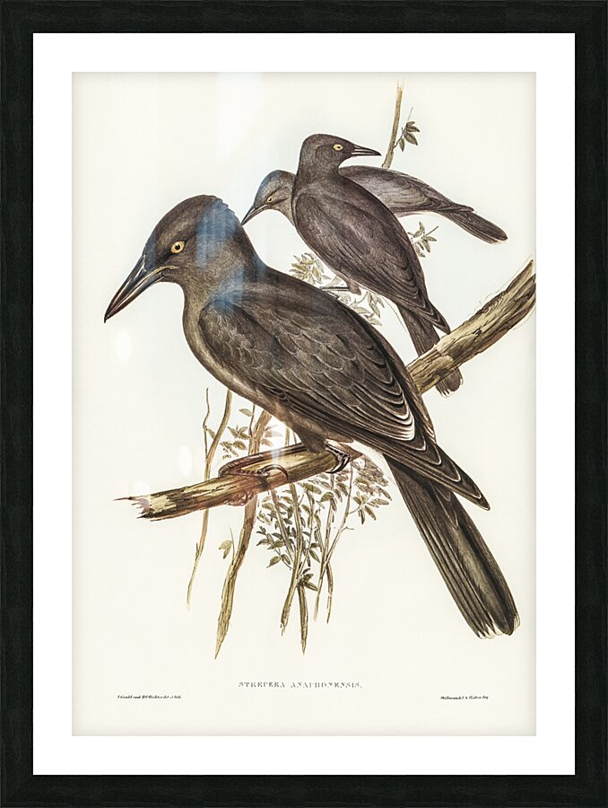 Grey Crow-Shrike Strepera Anaphonensis illustrated by Elizabeth Gould 1804–1841 for John Gould’s 1804-1881 Birds of Australia  Picture Frame print