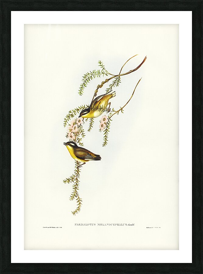 Black-headed Pardalote Pardalotus melanocephalus illustrated by Elizabeth Gould 1804–1841 for John Gould’s 1804-1881 Birds of Australia  Picture Frame print
