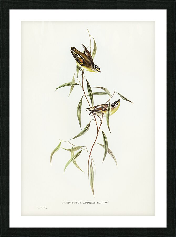 Allied Pardalote Pardalotus affines illustrated by Elizabeth Gould 1804–1841 for John Gould’s 1804-1881 Birds of Australia  Picture Frame print