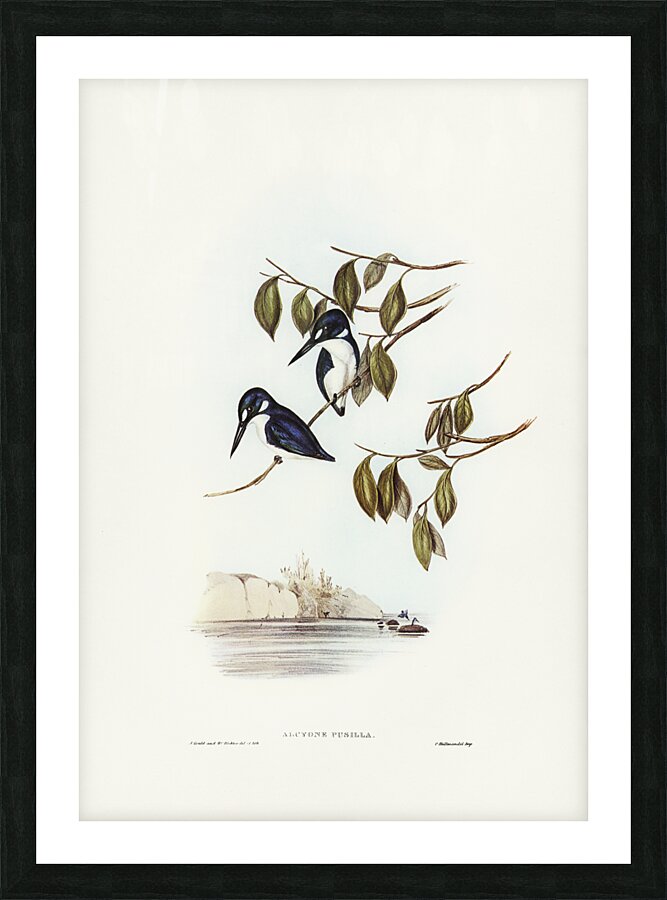 Little Kingfisher Alcyone pasilla illustrated by Elizabeth Gould 1804–1841 for John Gould’s 1804-1881 Birds of Australia  Picture Frame print