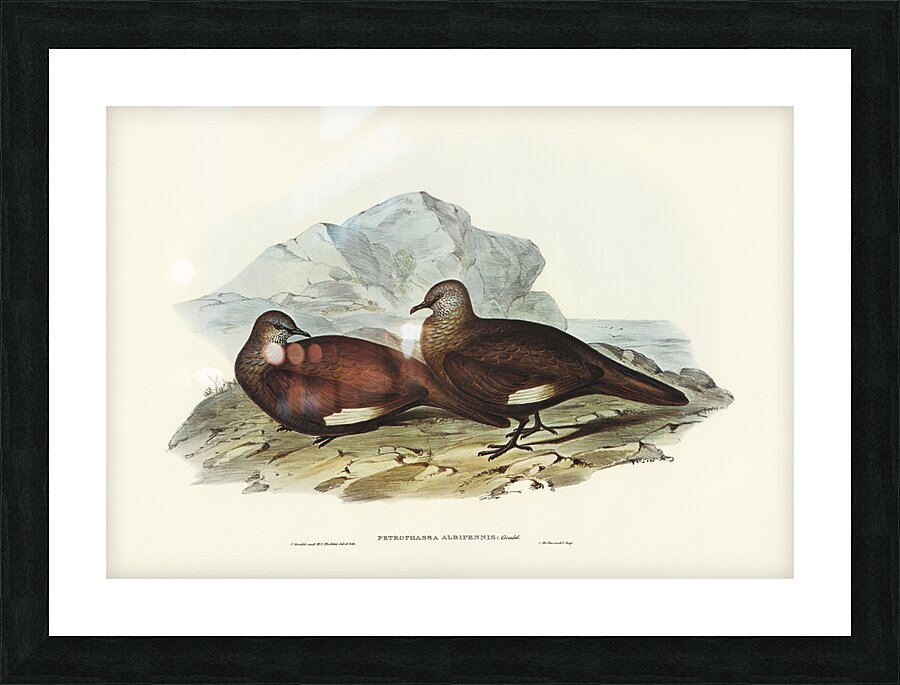 White-quilled Rock Dove Petrophassa albipennis illustrated by Elizabeth Gould 1804–1841 for John Gould’s 1804-1881 Birds of Australia  Picture Frame print