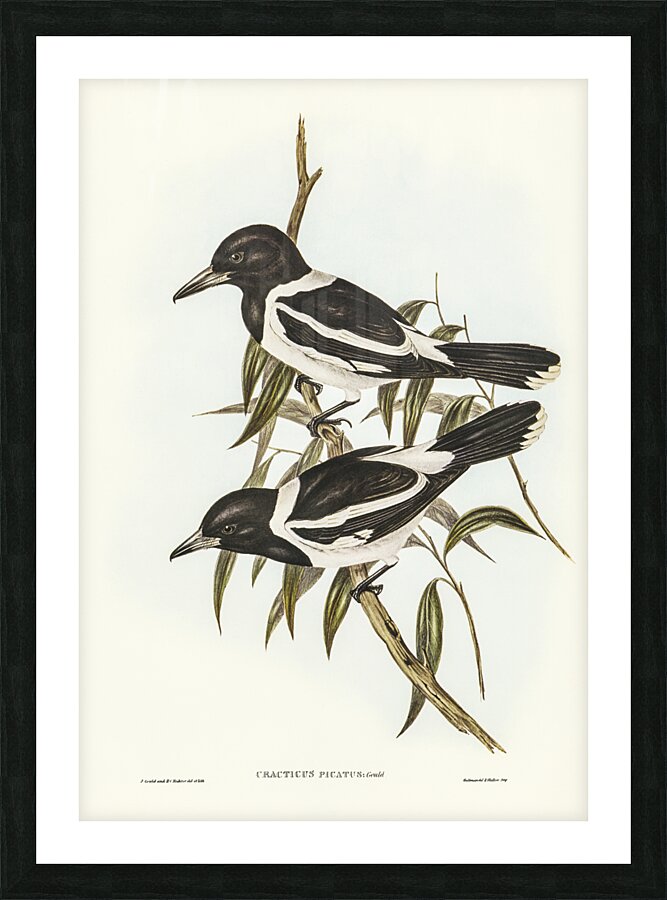 Pied Crow-Shrike Cracticus picatus illustrated by Elizabeth Gould 1804–1841 for John Gould’s 1804-1881 Birds of Australia  Picture Frame print