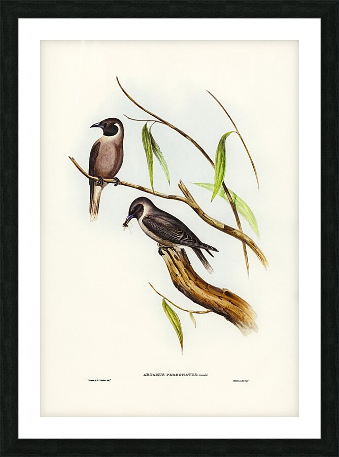 Masked Wood Swallow Artamus personates Gould illustrated by Elizabeth Gould 1804–1841 for John Gould’s 1804-1881 Birds of Australia  Picture Frame print