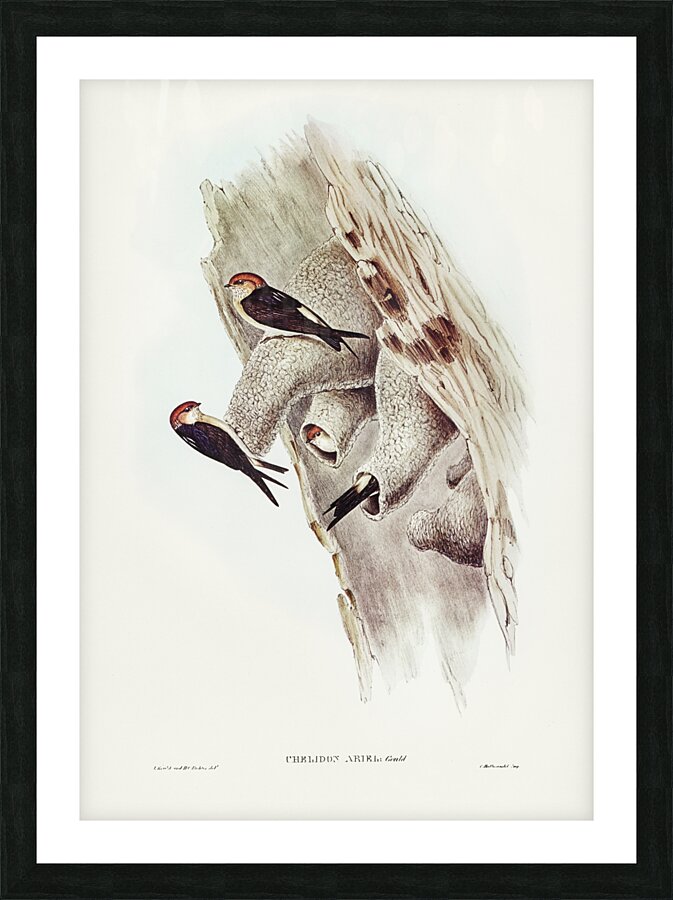 Fairy Martin Collocalia Ariel illustrated by Elizabeth Gould 1804–1841 for John Gould’s 1804-1881 Birds of Australia  Picture Frame print