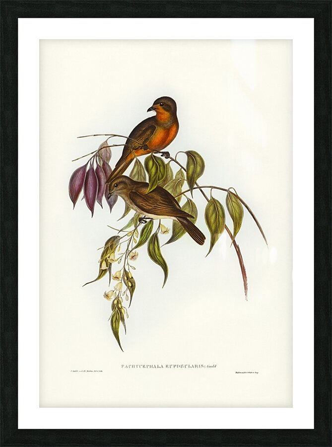 Red-throated Pachycephala Pachycephala rufogularis illustrated by Elizabeth Gould 1804–1841 for John Gould’s 1804-1881 Birds of Australia  Picture Frame print