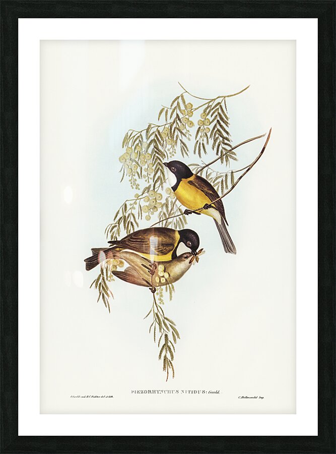 Blue Shining Flycatcher Piezorhynchus nitidus illustrated by Elizabeth Gould 1804–1841 for John Gould’s 1804-1881 Birds of Australia  Picture Frame print