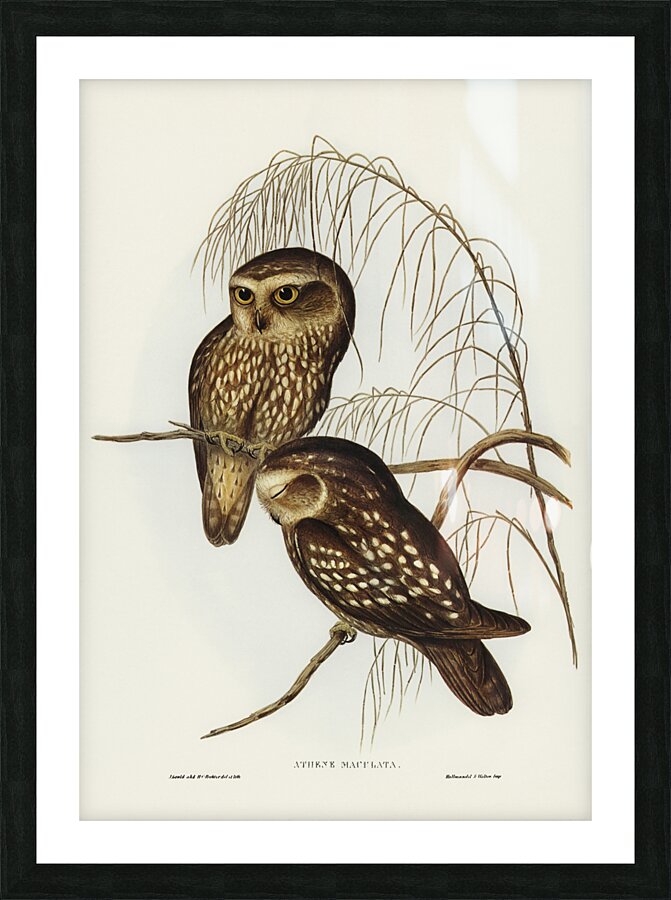 Spotted Owl Athene maculate illustrated by Elizabeth Gould 1804–1841 for John Gould’s 1804-1881 Birds of Australia  Picture Frame print